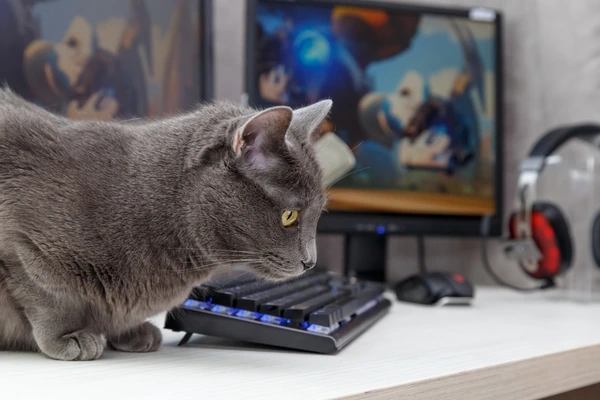 chat blumi